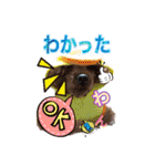 トイプードル 日常会話わんわん語編（個別スタンプ：4）