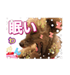 トイプードル 日常会話わんわん語編（個別スタンプ：9）
