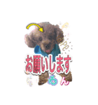トイプードル 日常会話わんわん語編（個別スタンプ：12）
