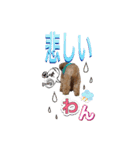 トイプードル 日常会話わんわん語編（個別スタンプ：13）