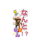 トイプードル 日常会話わんわん語編（個別スタンプ：23）