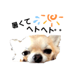 キキスタンプず14（個別スタンプ：15）