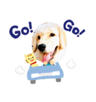 HALE PLUMERIAラブリーわんこ（個別スタンプ：14）