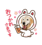HALE PLUMERIAラブリーわんこ（個別スタンプ：38）