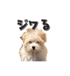 まるおとまるを。（個別スタンプ：12）