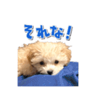 まるおとまるを。（個別スタンプ：27）