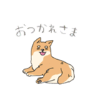 柴犬のまるくん「毎日使える♪」（個別スタンプ：5）