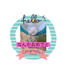 ハムこちゃんと愉快な仲間たち（個別スタンプ：3）