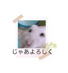 ハムこちゃんと愉快な仲間たち（個別スタンプ：7）
