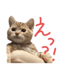 こじたくさんスタンプ（個別スタンプ：2）