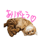 こじたくさんスタンプ（個別スタンプ：3）