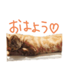 こじたくさんスタンプ（個別スタンプ：7）