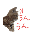 こじたくさんスタンプ（個別スタンプ：8）