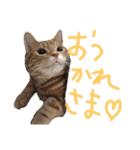 こじたくさんスタンプ（個別スタンプ：9）