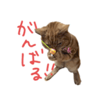 こじたくさんスタンプ（個別スタンプ：10）