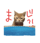 こじたくさんスタンプ（個別スタンプ：14）