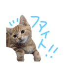 こじたくさんスタンプ（個別スタンプ：16）