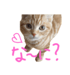 こじたくさんスタンプ（個別スタンプ：17）