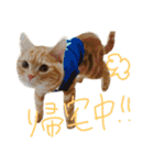 こじたくさんスタンプ（個別スタンプ：22）