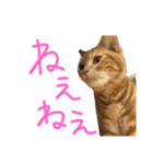 こじたくさんスタンプ（個別スタンプ：37）