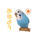インコ友達（個別スタンプ：1）