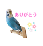 インコ友達（個別スタンプ：2）