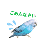 インコ友達（個別スタンプ：3）