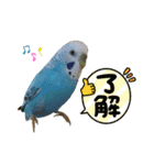 インコ友達（個別スタンプ：4）