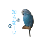 インコ友達（個別スタンプ：5）