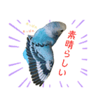 インコ友達（個別スタンプ：6）