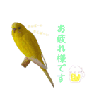 インコ友達（個別スタンプ：7）