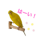 インコ友達（個別スタンプ：8）