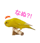 インコ友達（個別スタンプ：9）