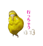 インコ友達（個別スタンプ：10）