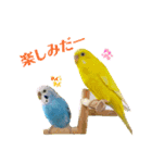 インコ友達（個別スタンプ：11）