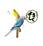 インコ友達（個別スタンプ：12）