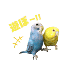 インコ友達（個別スタンプ：13）