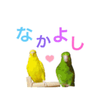 インコ友達（個別スタンプ：14）