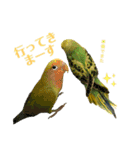 インコ友達（個別スタンプ：17）