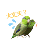 インコ友達（個別スタンプ：22）