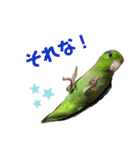 インコ友達（個別スタンプ：23）