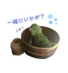インコ友達（個別スタンプ：24）