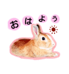 うさぎの若4（個別スタンプ：1）