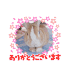 うさぎの若4（個別スタンプ：3）