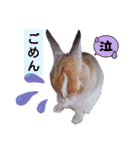 うさぎの若4（個別スタンプ：9）