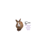 うさぎの若4（個別スタンプ：13）