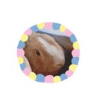うさぎの若4（個別スタンプ：17）