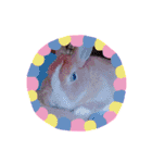 うさぎの若4（個別スタンプ：22）