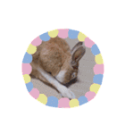 うさぎの若4（個別スタンプ：23）
