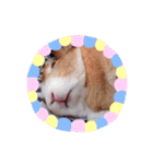 うさぎの若4（個別スタンプ：24）